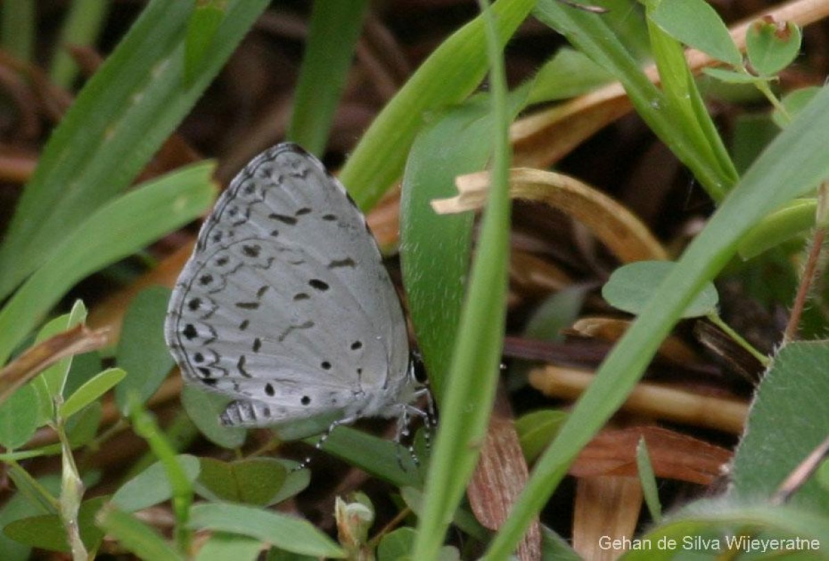 Acytolepis lilacea Hampson, 1889